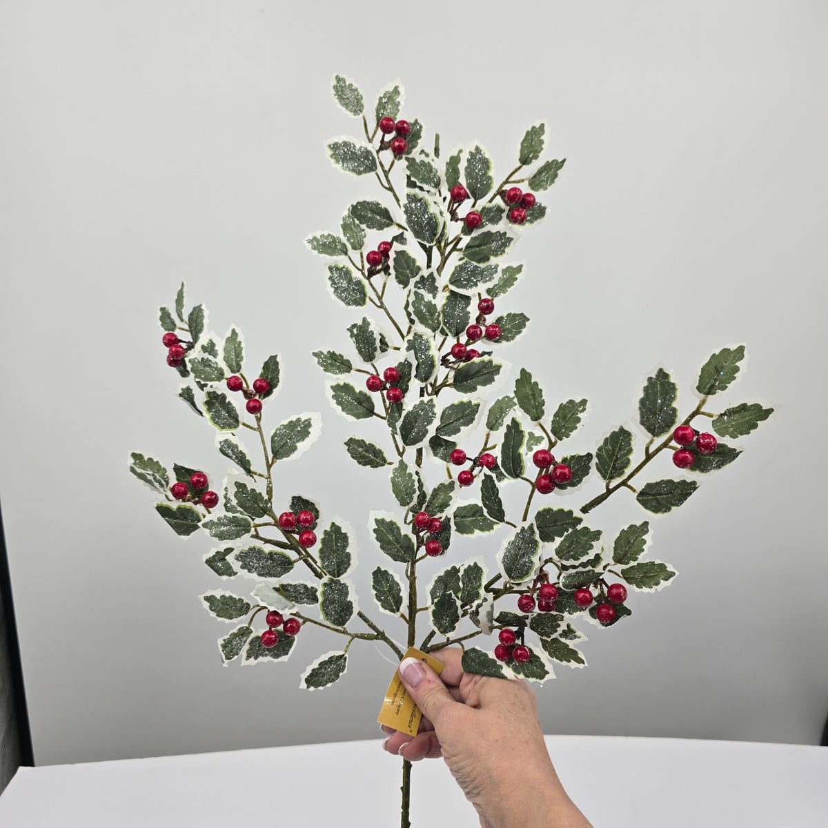 28.5 Fosteri Holly-#270489