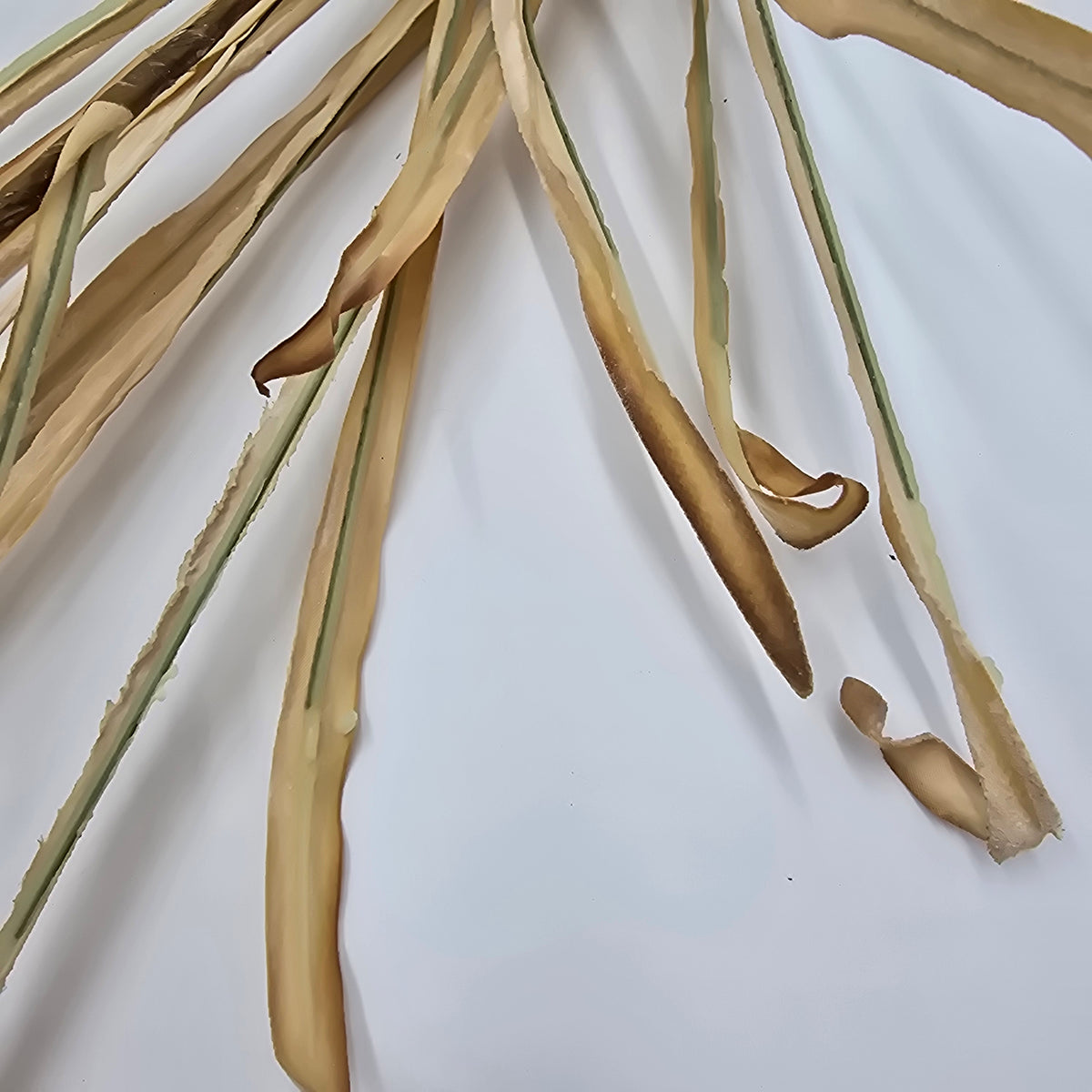 39&quot; Dried Corn/Foxtail Lf Bundle--#pbf880