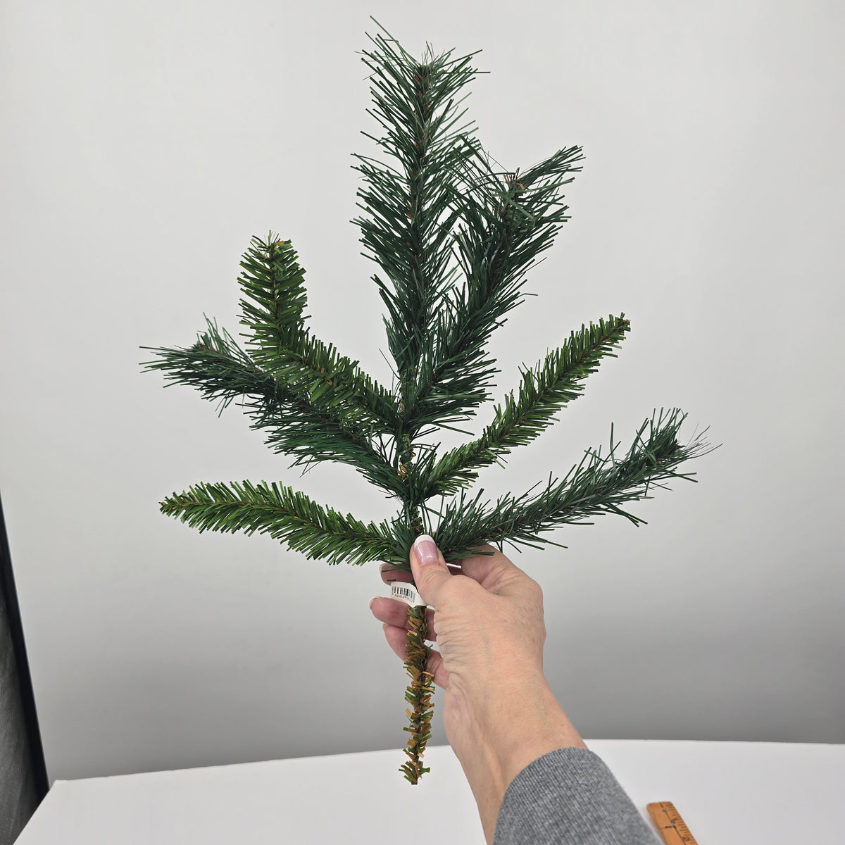 15&quot; Princess Pine