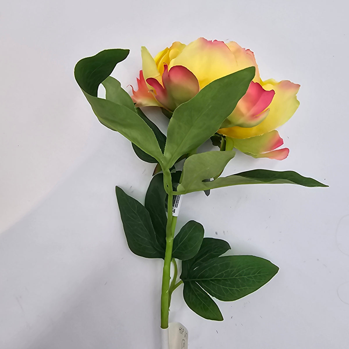 21&quot;PEONY--hsp671