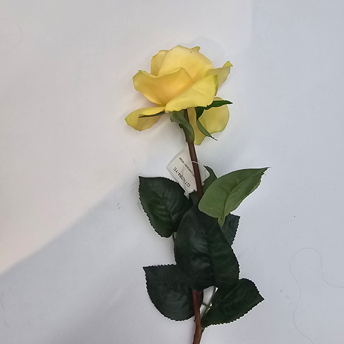 27&quot;RT CAROLINE ROSE--gtr284