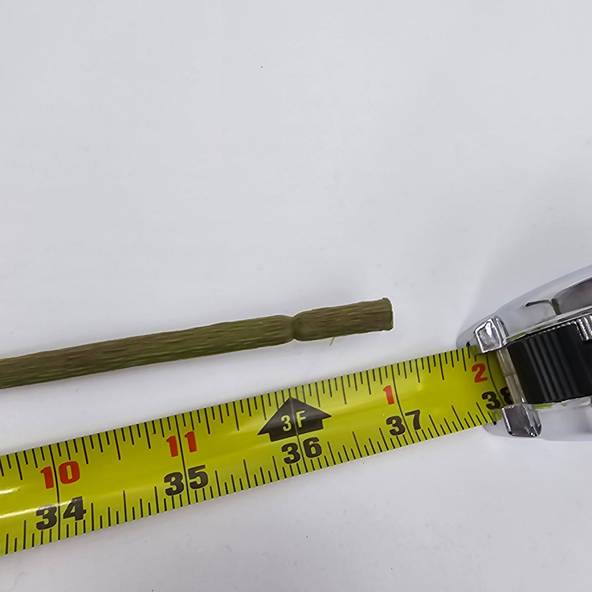 37&quot;PIERIS JAPONICA--#fsj535