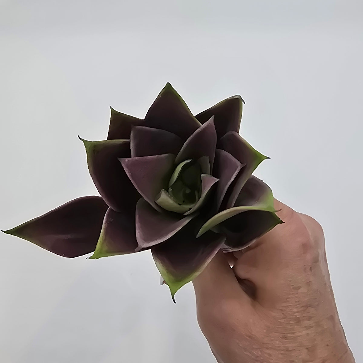 6H ECHEVERIA--CE0063