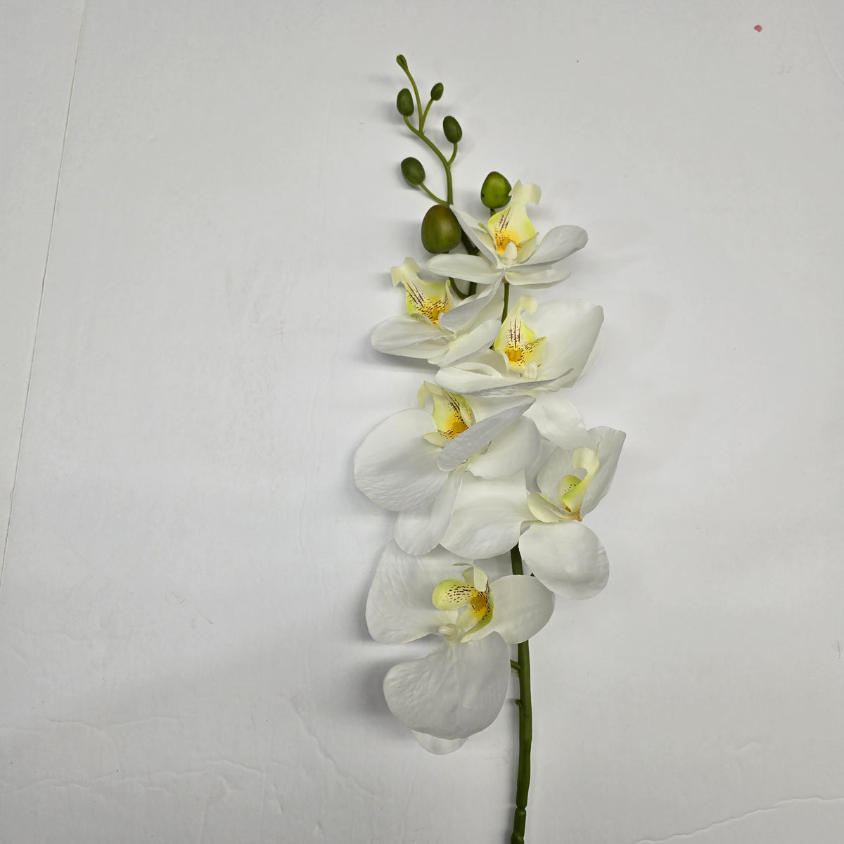 33" Phalaenopsis Orchid #FSO117
