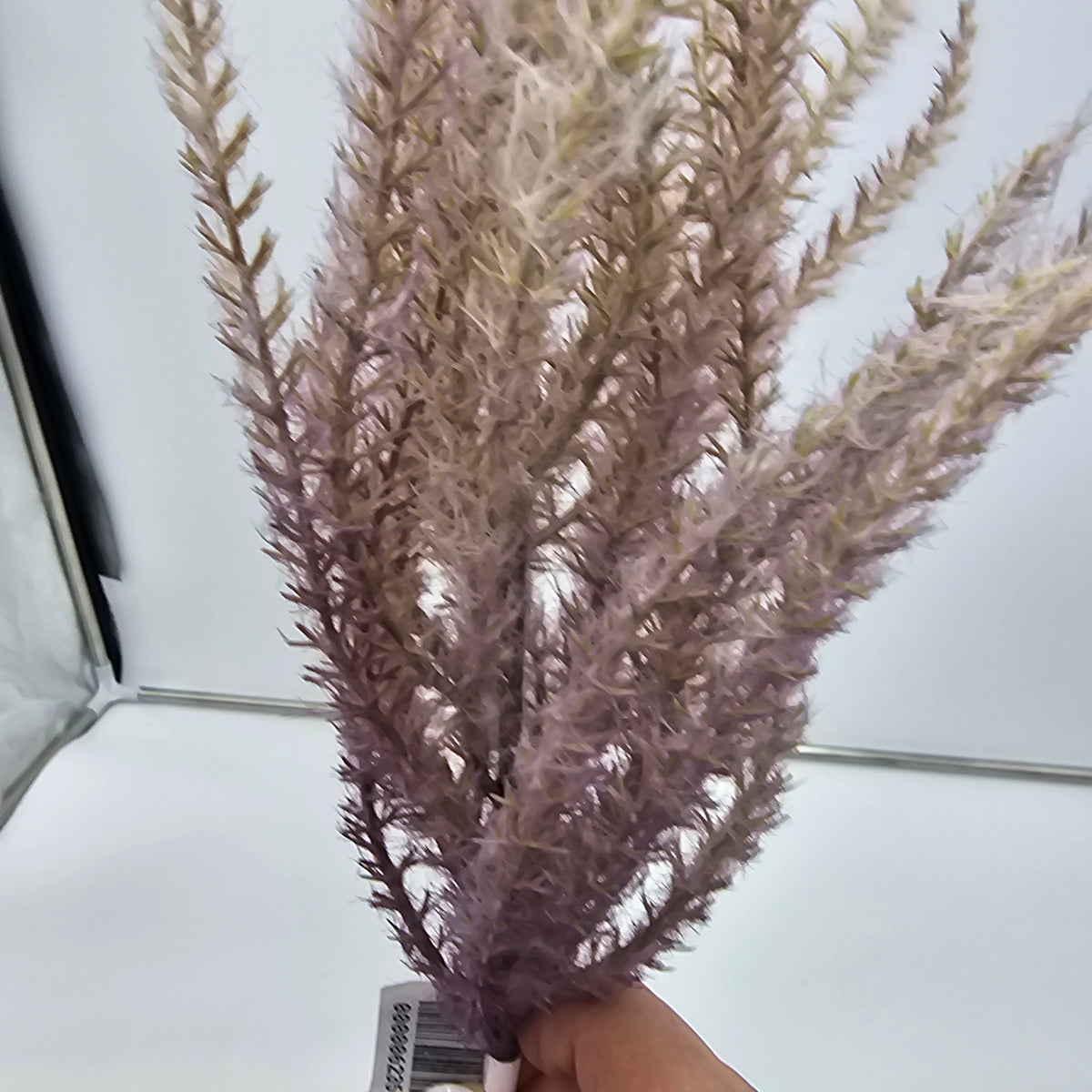 Reed Grass-36&quot; #fsg006