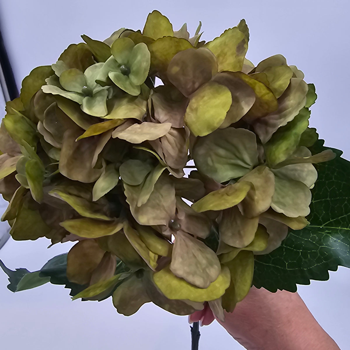 26&quot; Hydrangea -- #fsh701