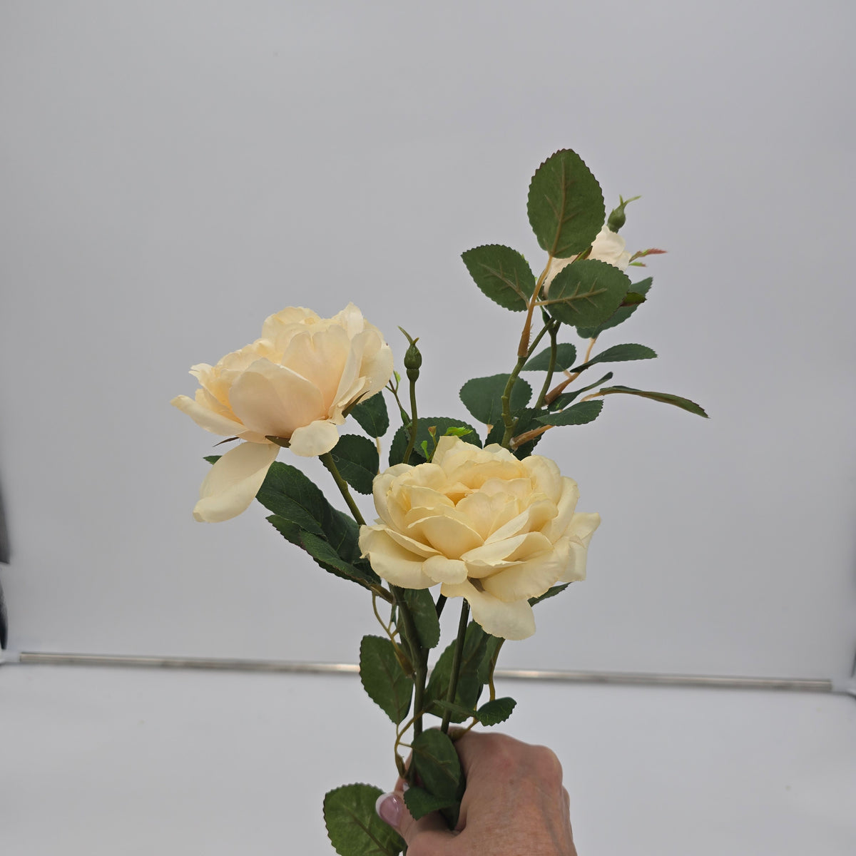 28&quot;ROSE--fsr522