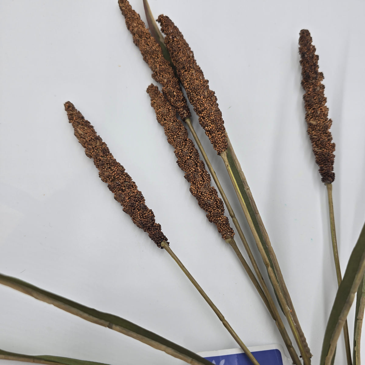 25&quot; Millet Spray--#psm122