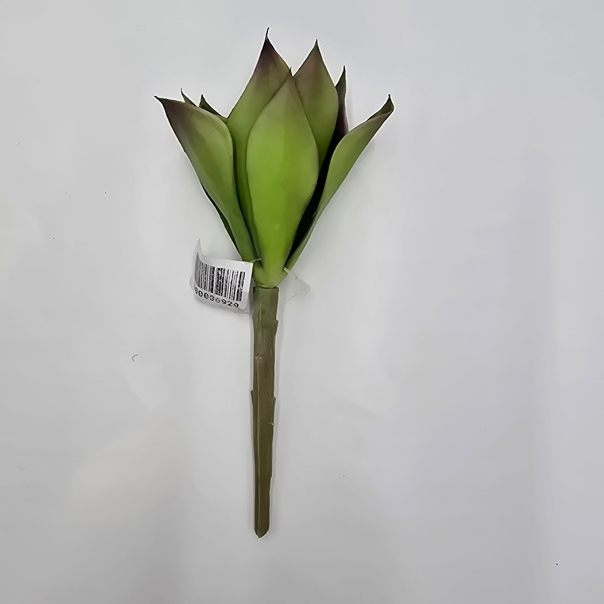 6H ECHEVERIA--CE0063