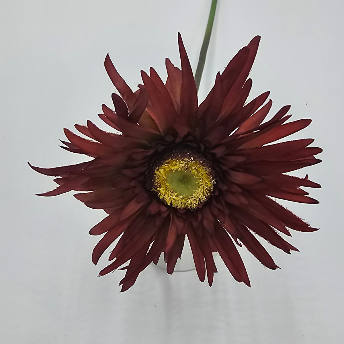 Gerbera--#gsb005