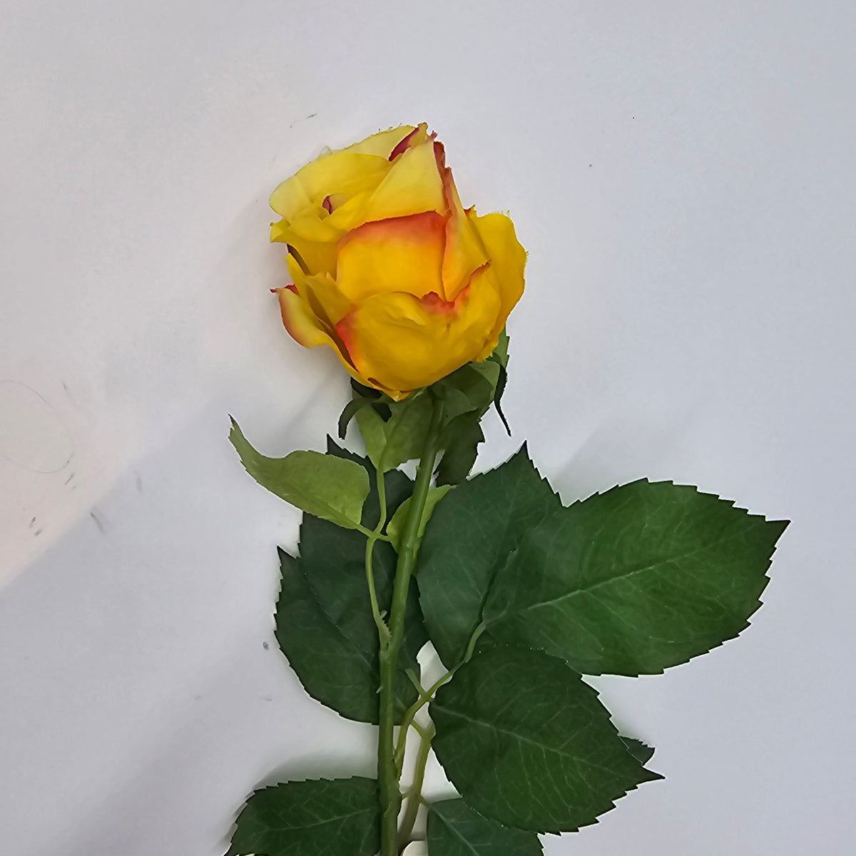 Cottage Rose Bud--#fsr149