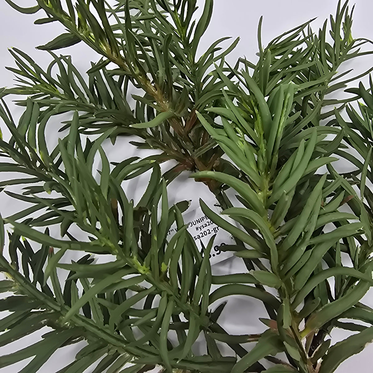 17&quot; WILD JUNIPER-#ysa202