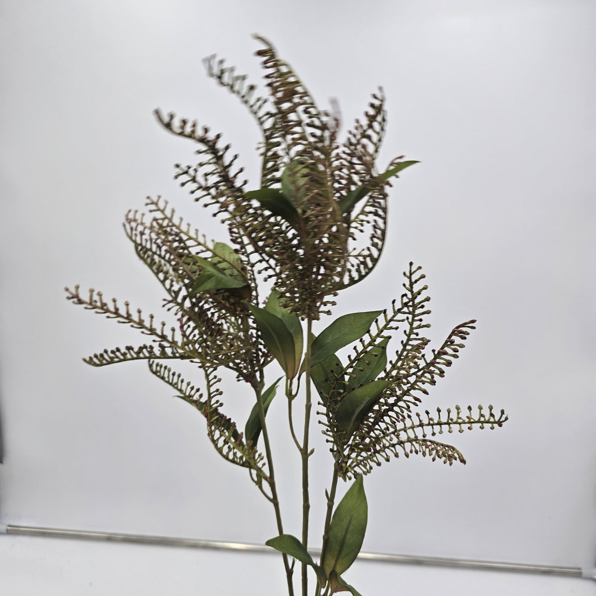 37&quot;PIERIS JAPONICA--#fsj535