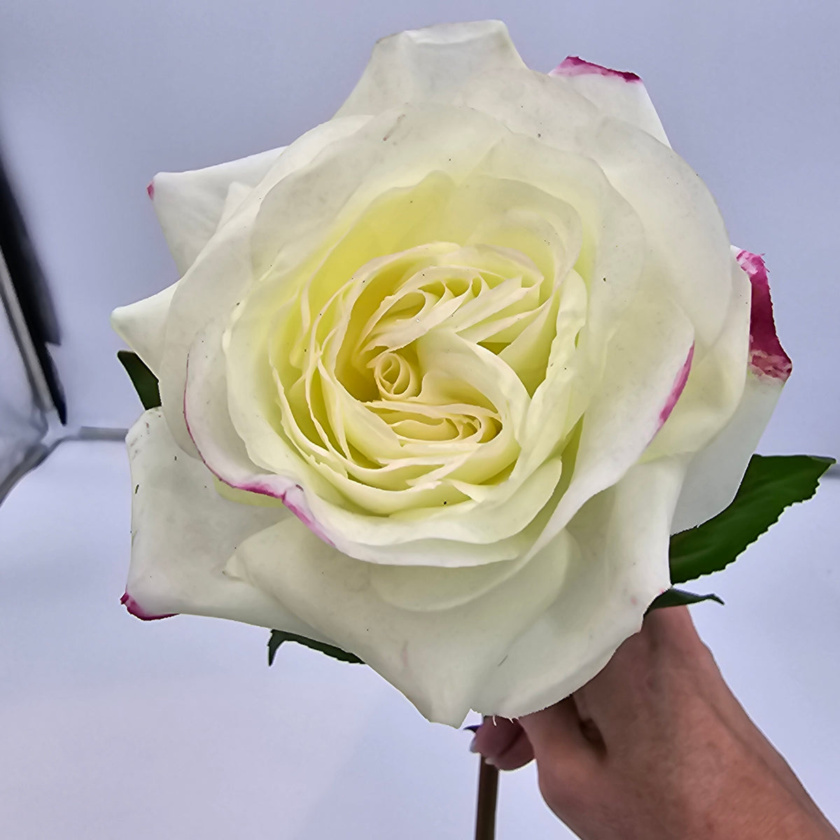 Real-Touch Rose--fsr275
