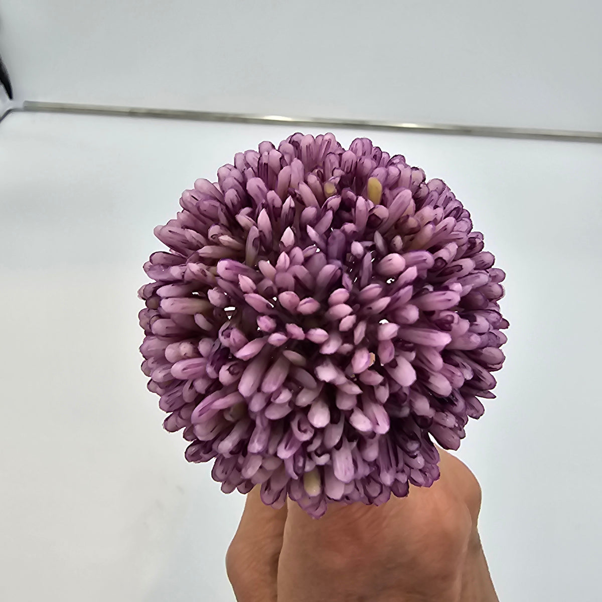 17.5&quot;ALLIUM--fsa141-cr/gr