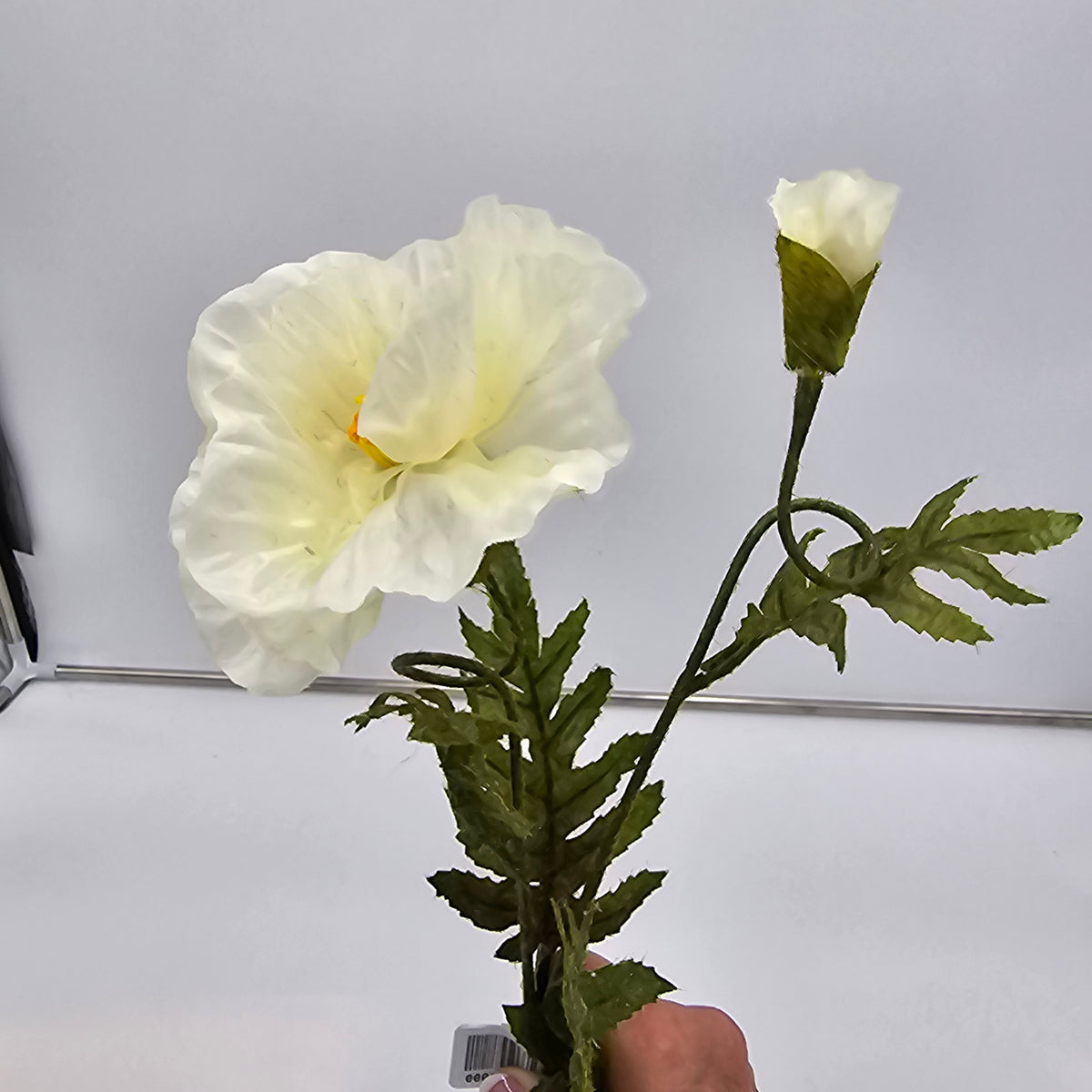 28&quot;POPPY--gtp103