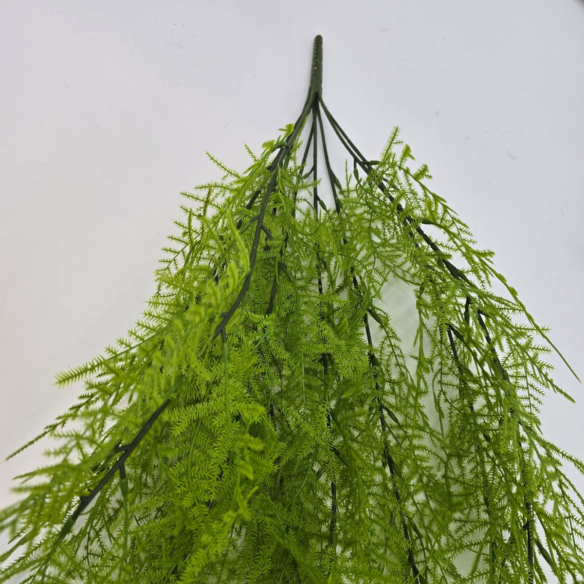 33&quot; Asparagus Fern--#pbf156