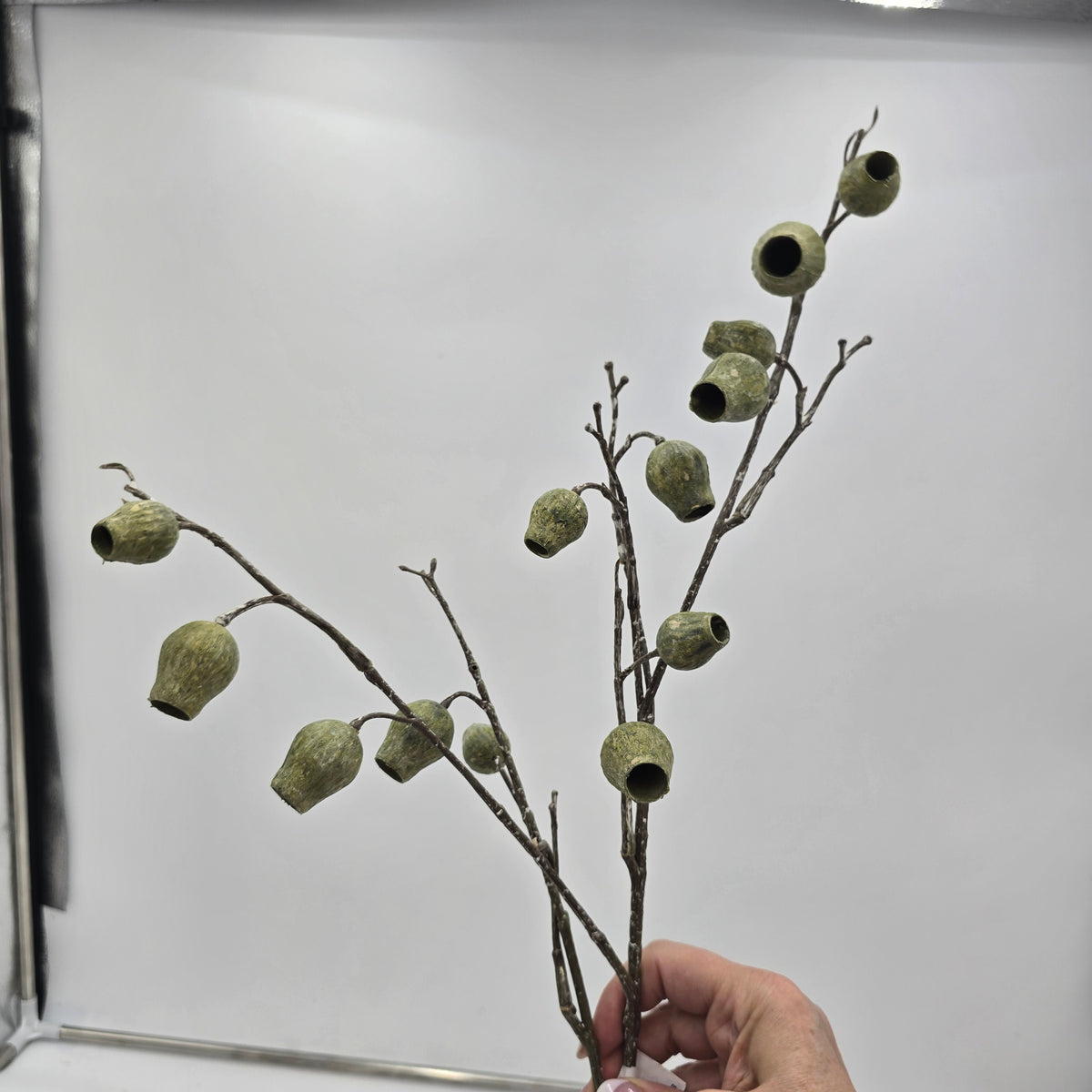 Eucalyptus Pod-34&quot; #fsp001