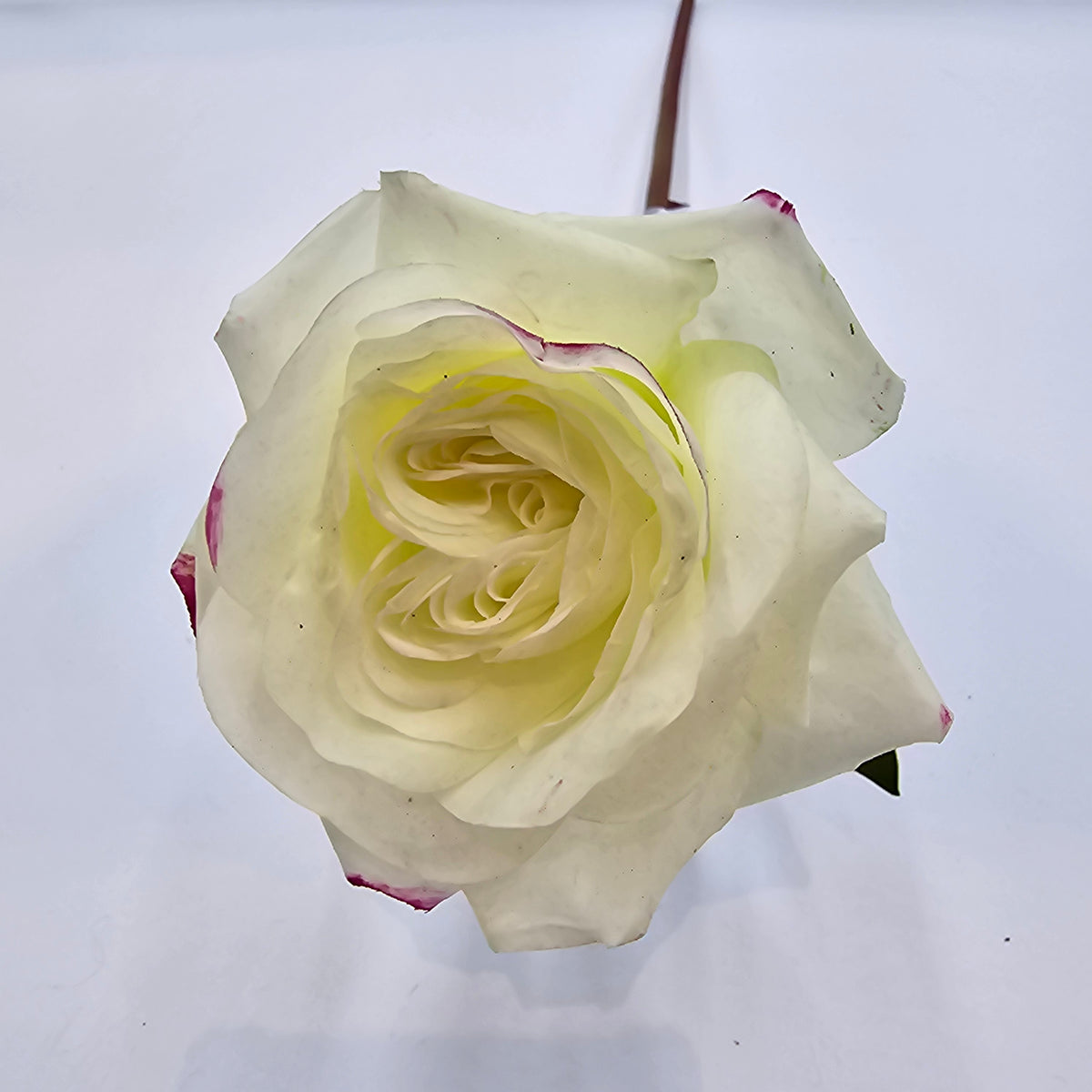 Real-Touch Rose--fsr275