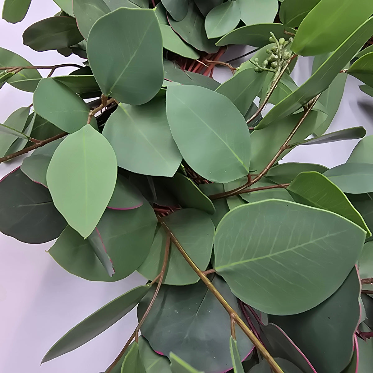 22&quot;-24&quot; Eucalyptus Wreath