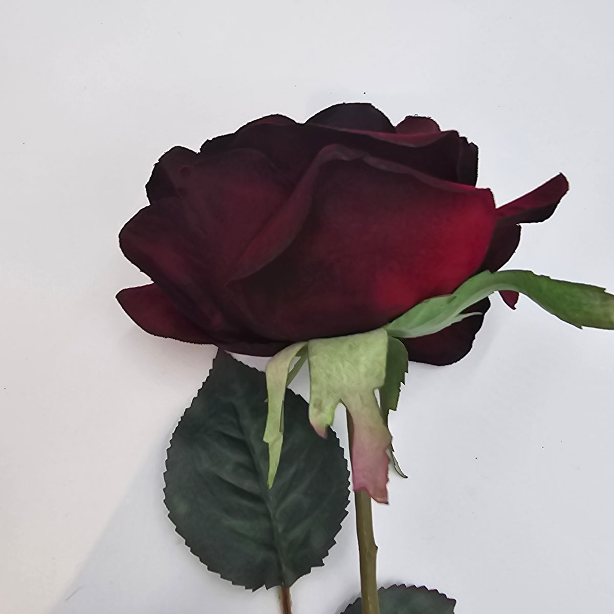 Open Bella Rose--#fsr126