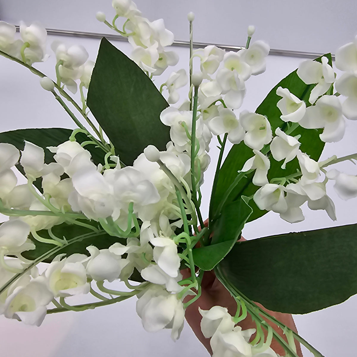 Lily of the Valley--#fbl162