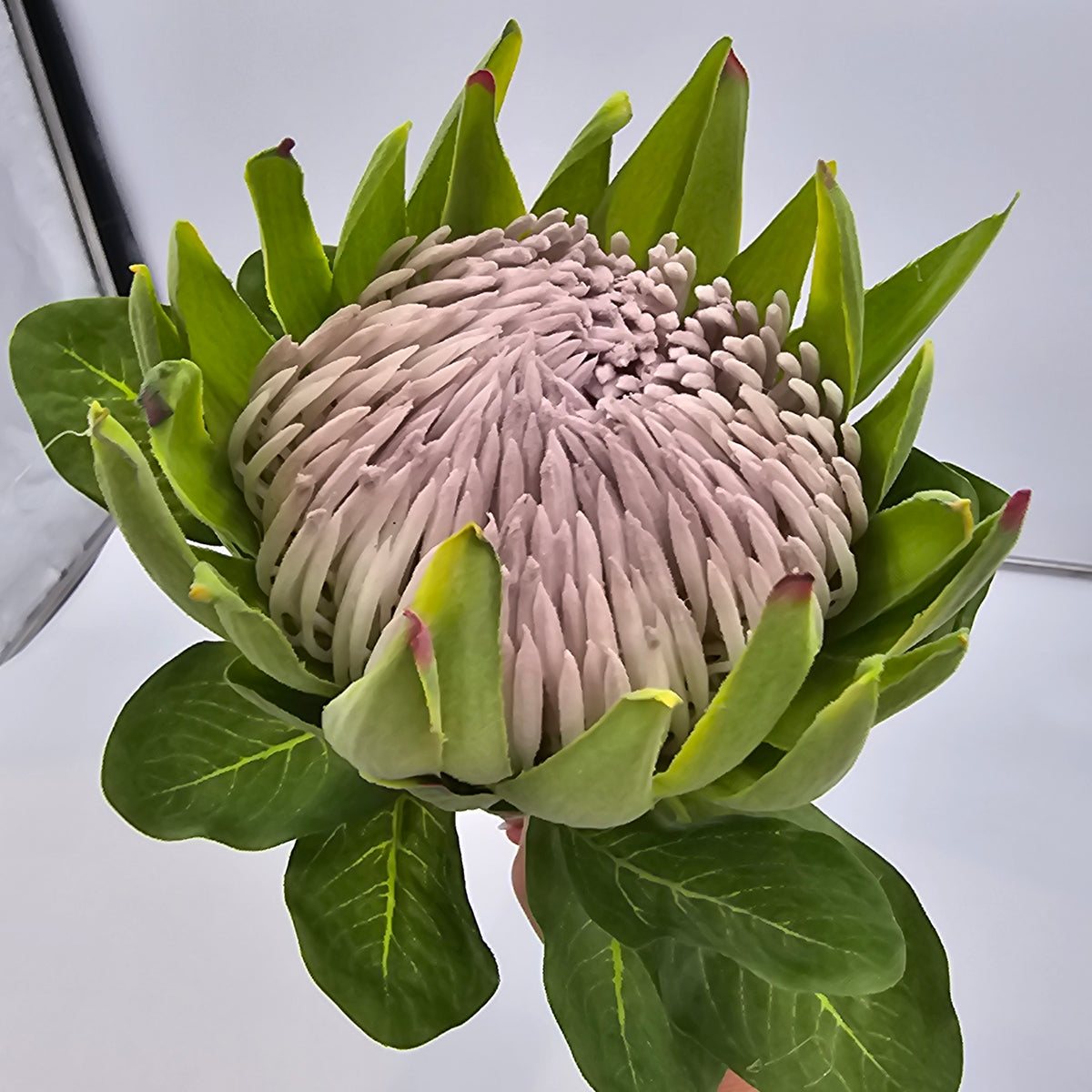 29&quot; Protea-#fsp012