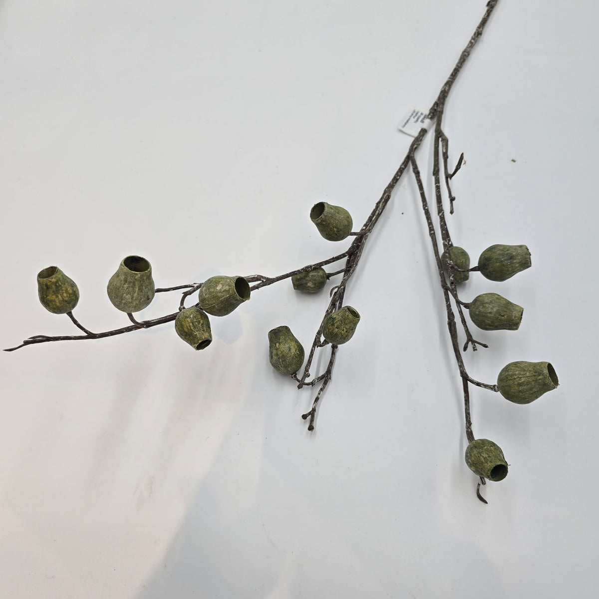 Eucalyptus Pod-34&quot; #fsp001