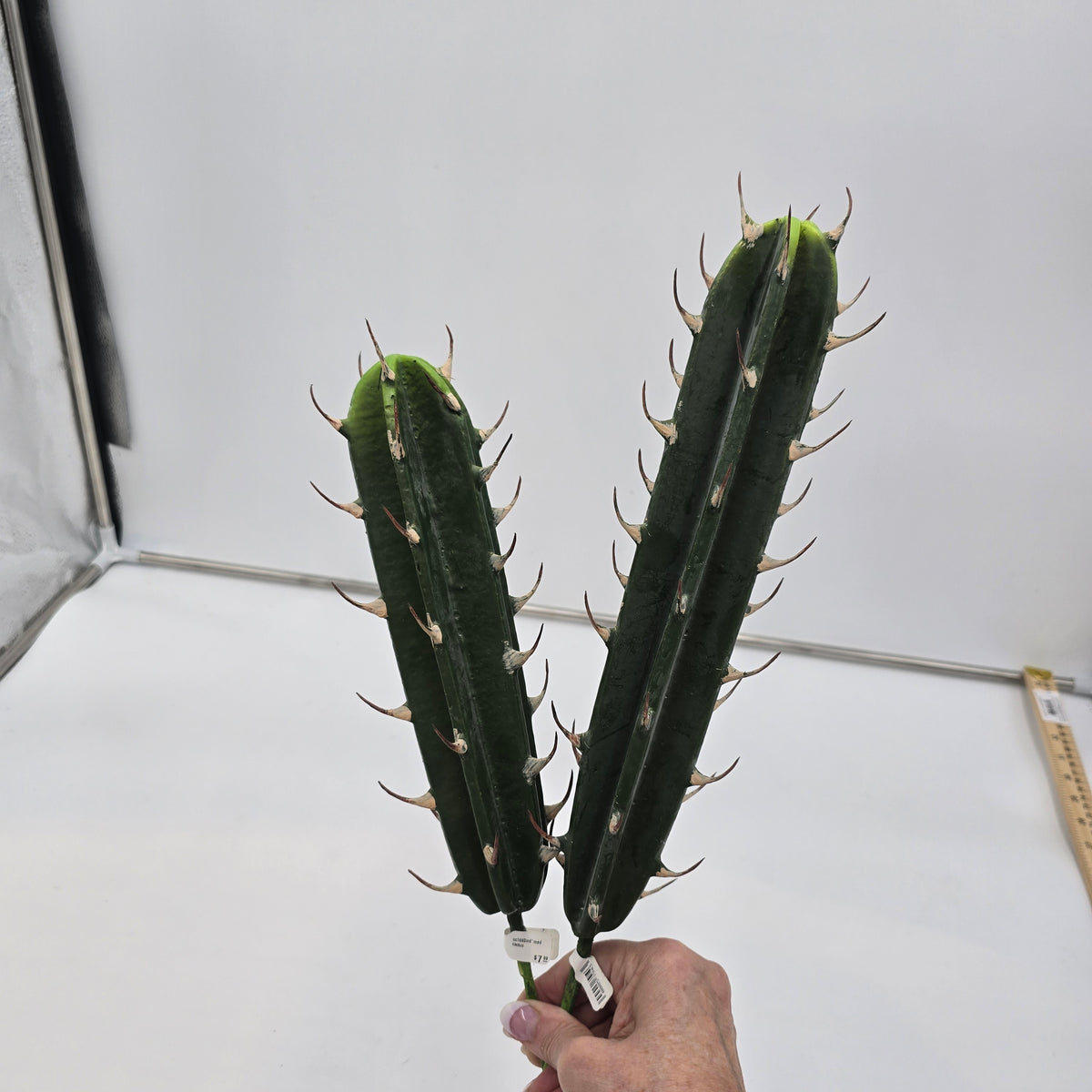 Cactus cc1660-gr/gy