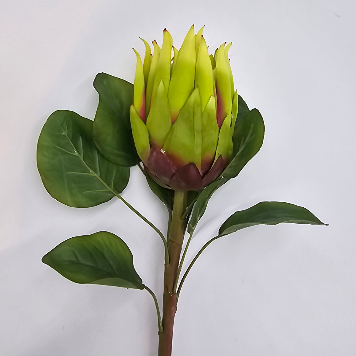 Protea-#fsp376
