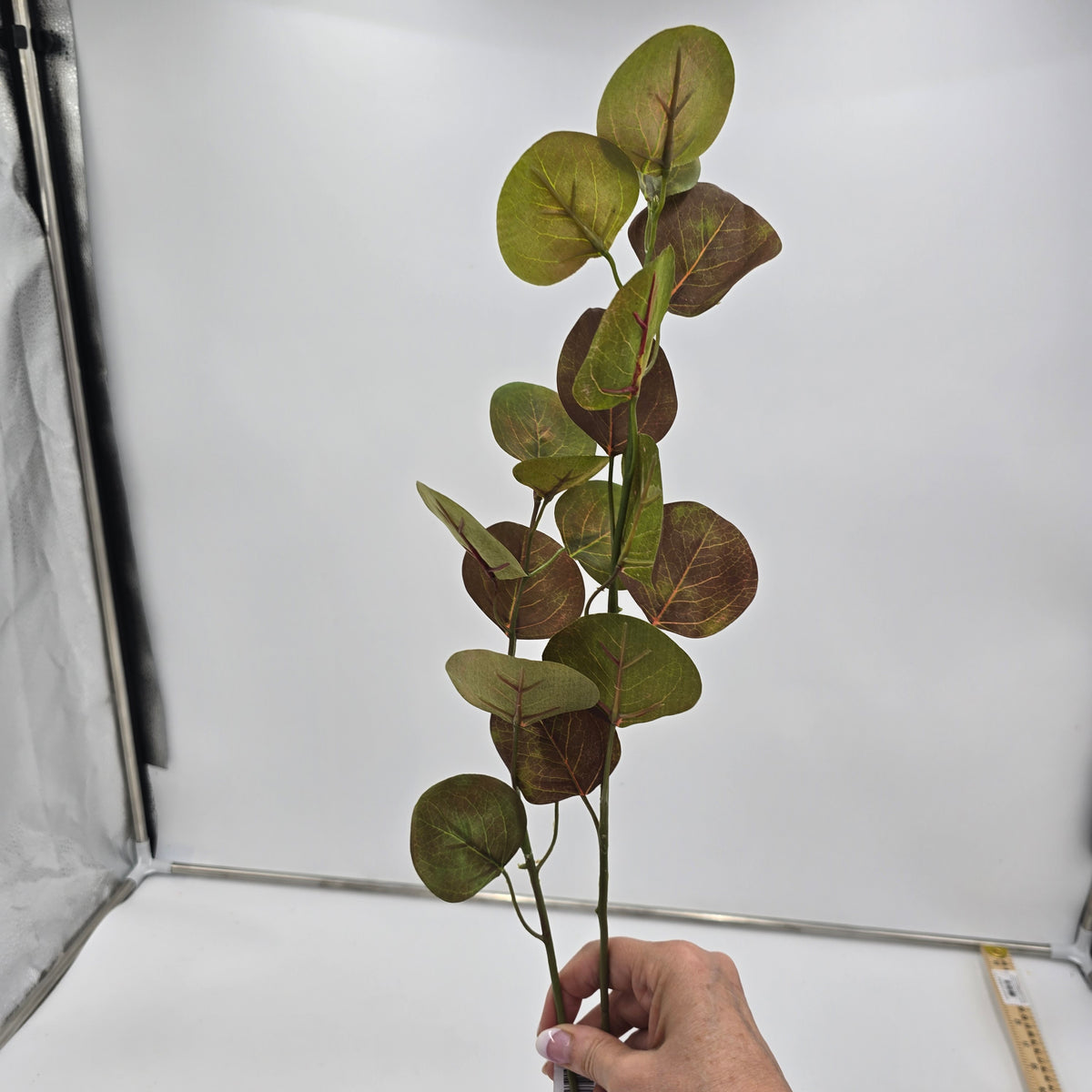 32&quot; Eucalyptus Lf--#pse418