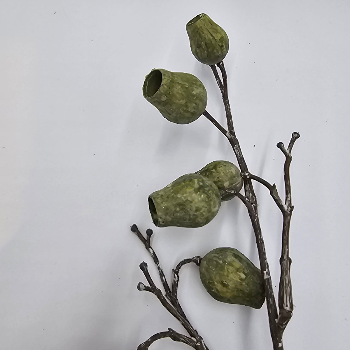 Eucalyptus Pod-34&quot; #fsp001