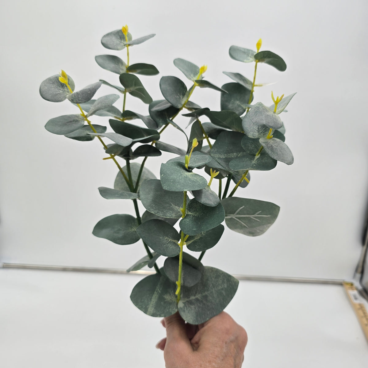 EUCALYPTUS--pbe012