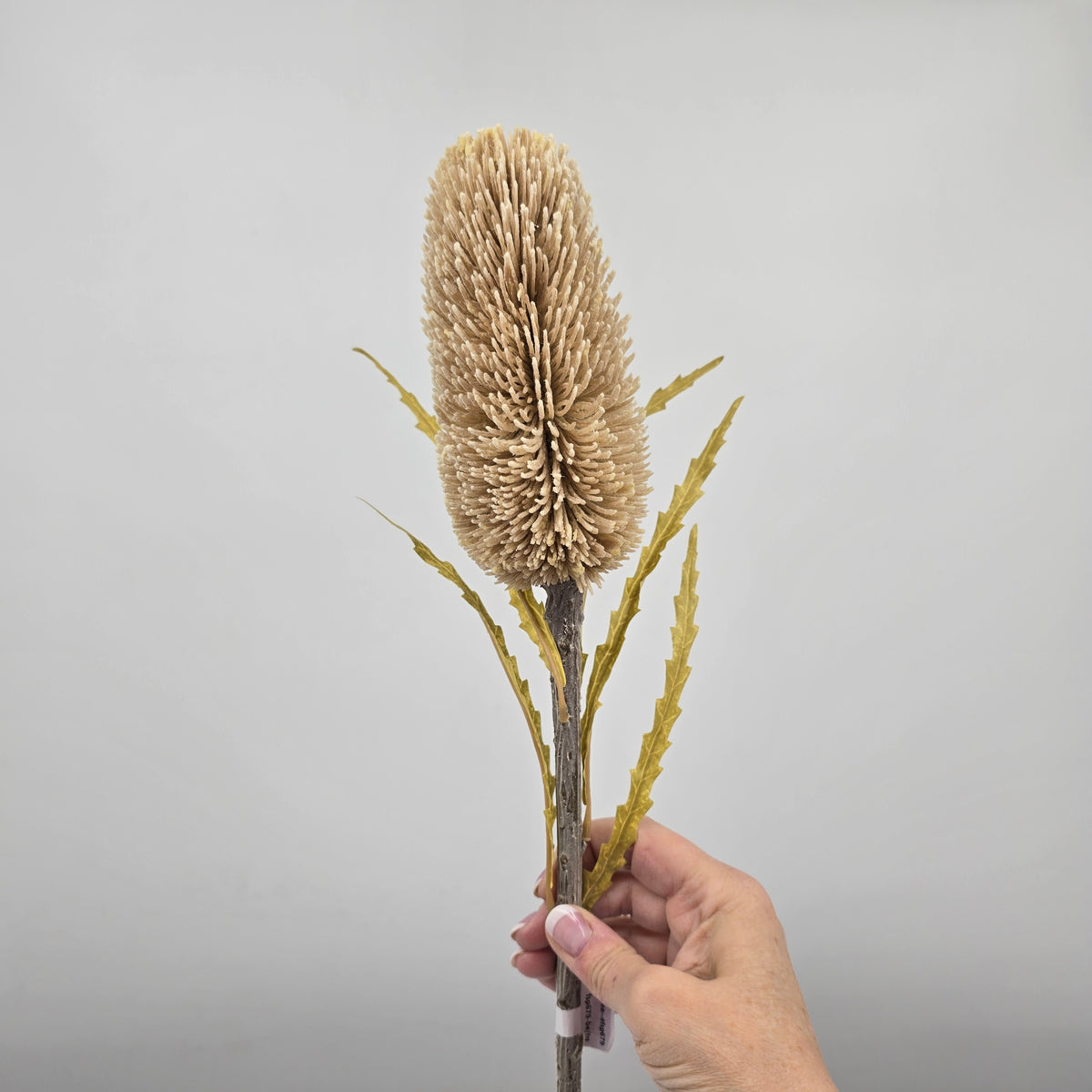 28&quot; Protea--#fsp679