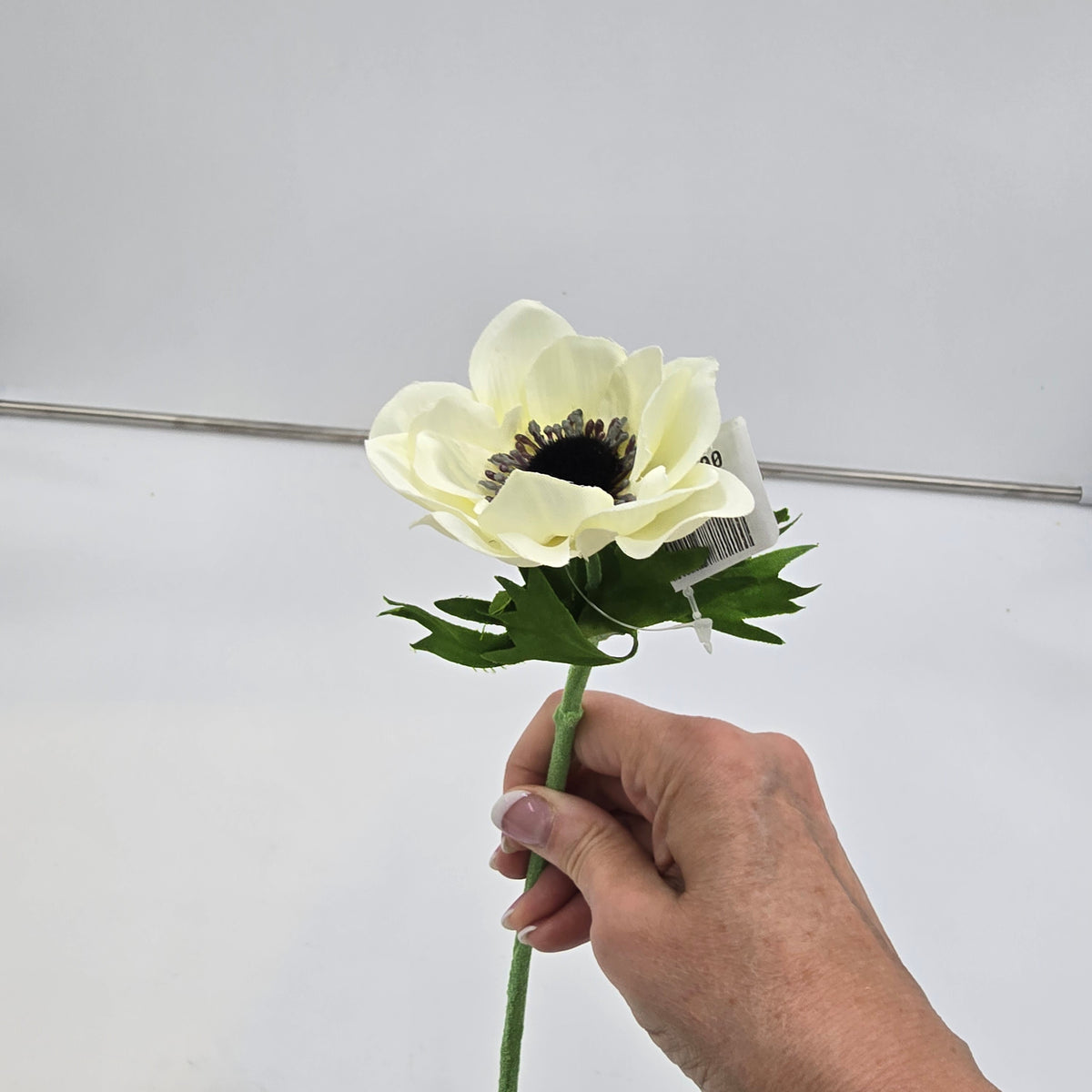 16.5&quot;ANEMONE--fsa048