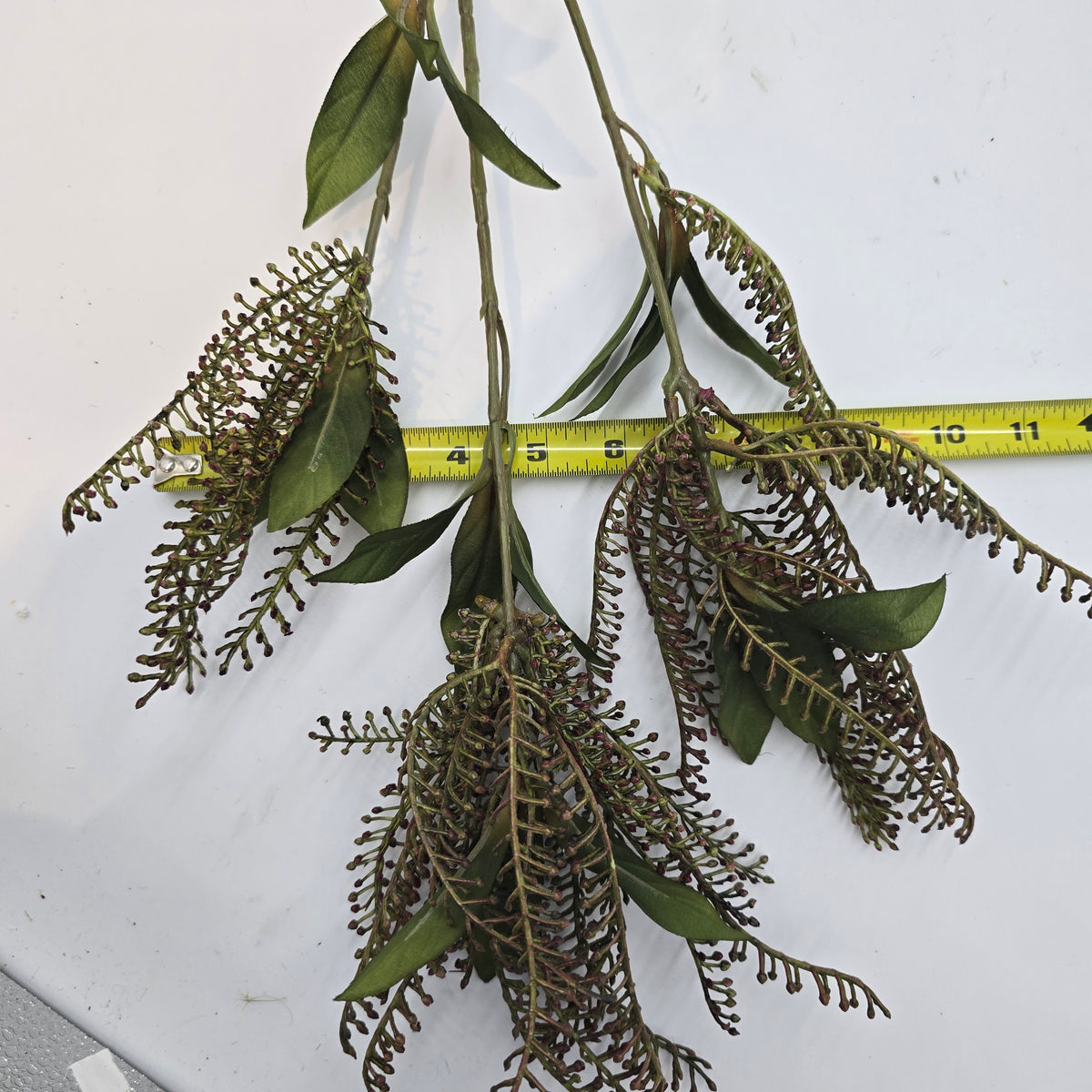 37&quot;PIERIS JAPONICA--#fsj535