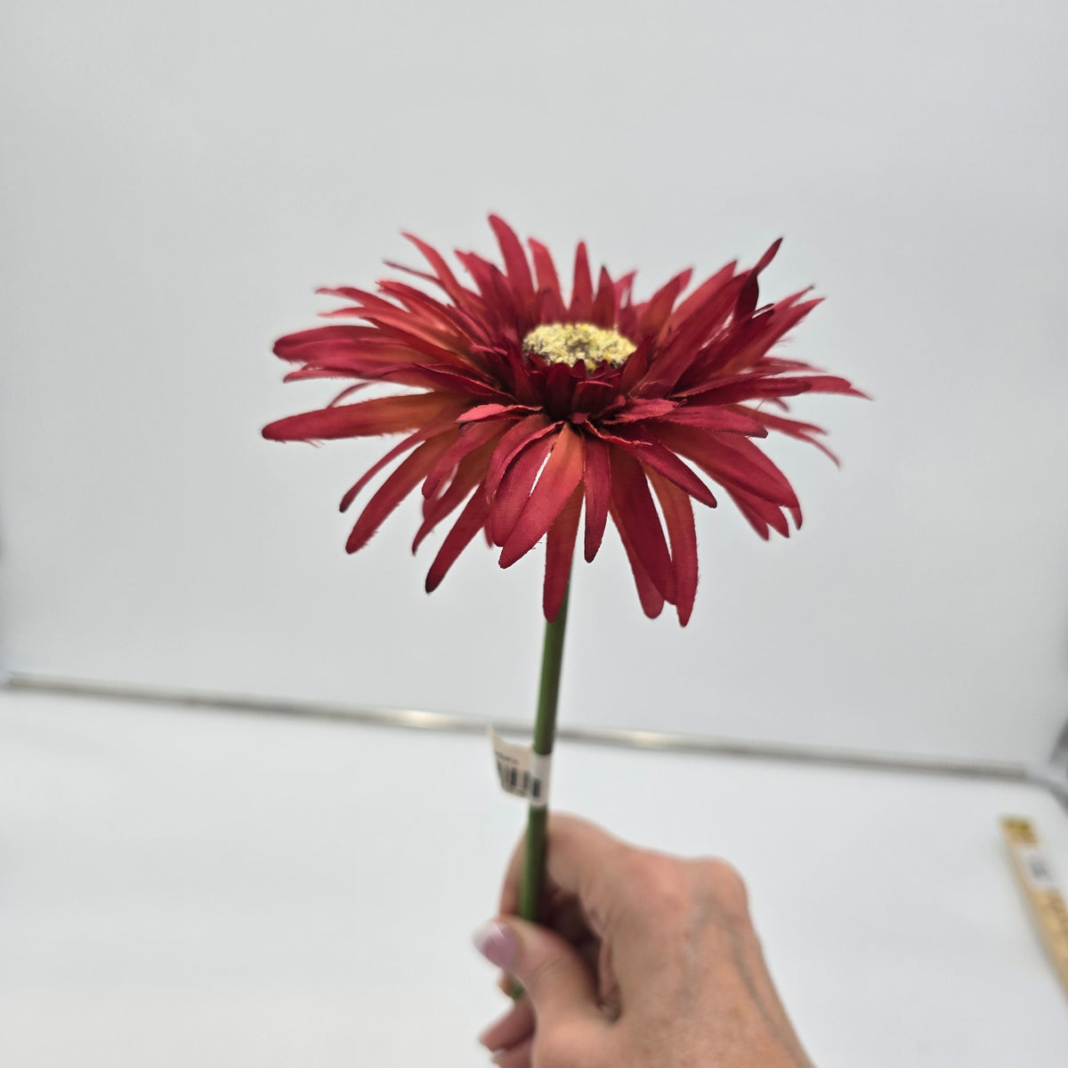 Gerbera--#gsb005