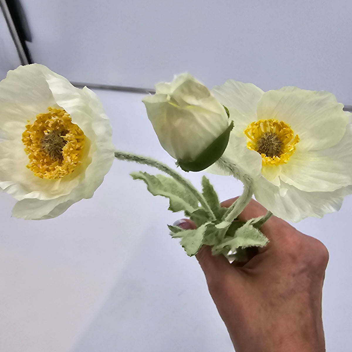 23.6&quot;POPPY--#fsp304-fl