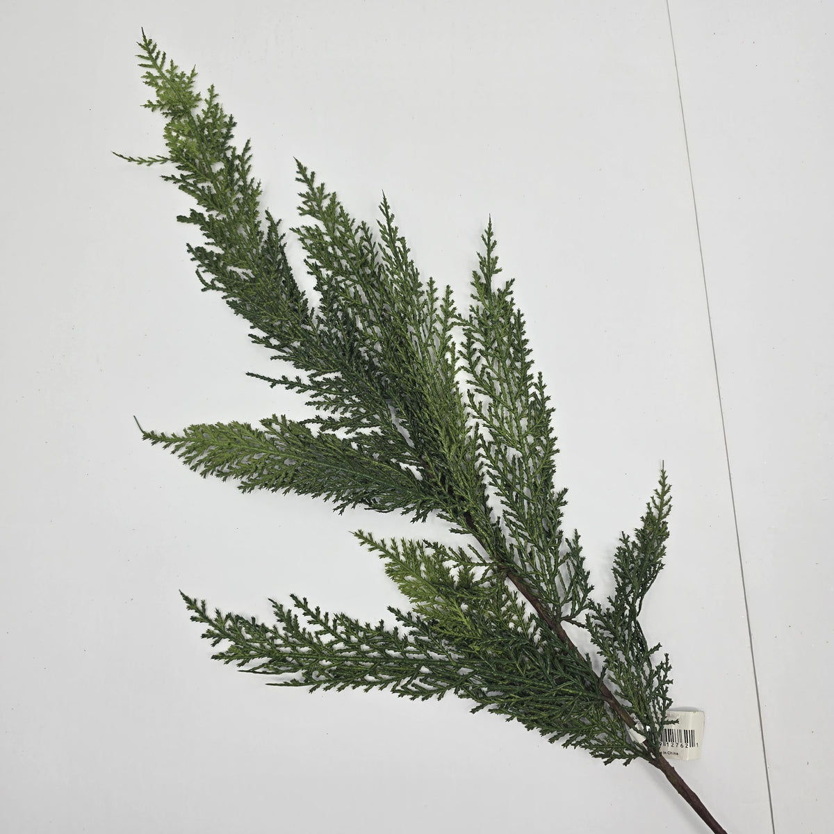 30&quot; Cedar Spry--#ysc407