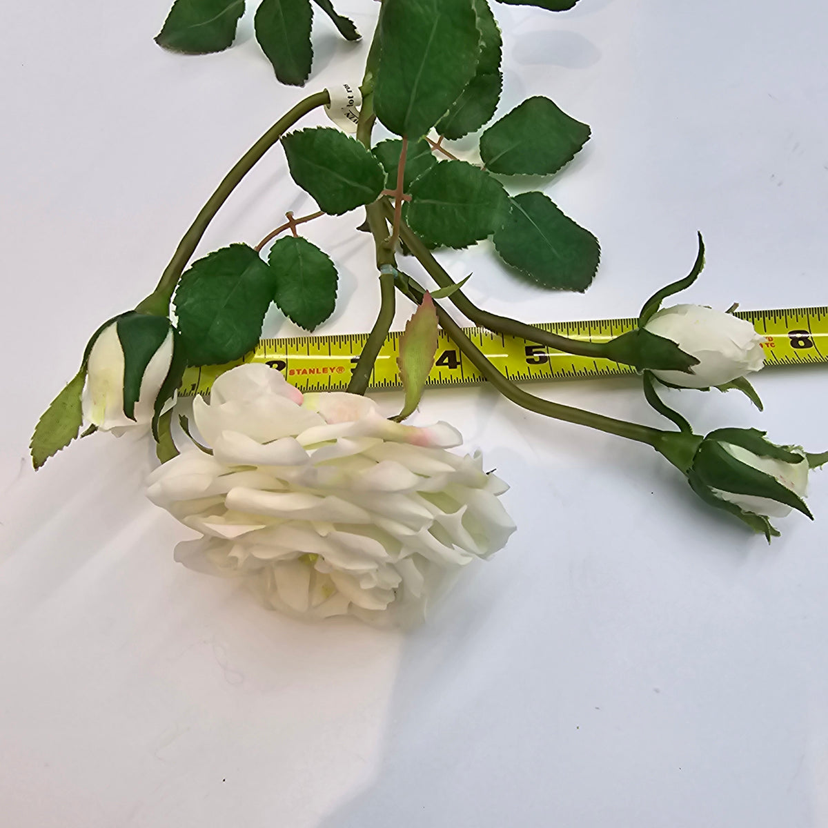 Camelot Rose--#win98227