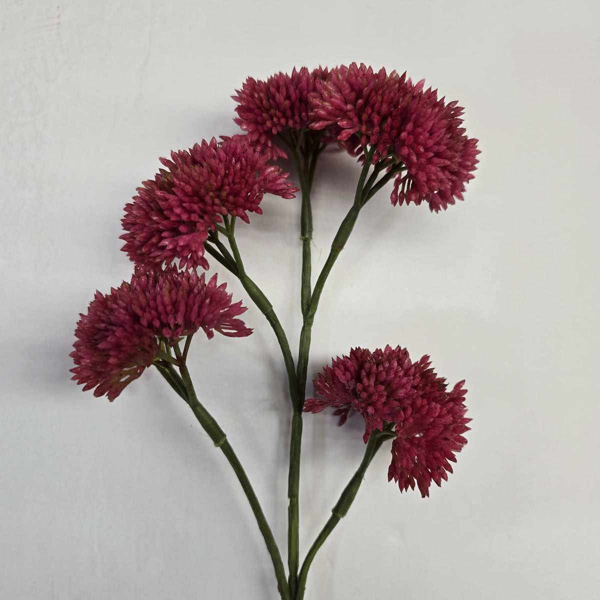 12" Sedum fss786