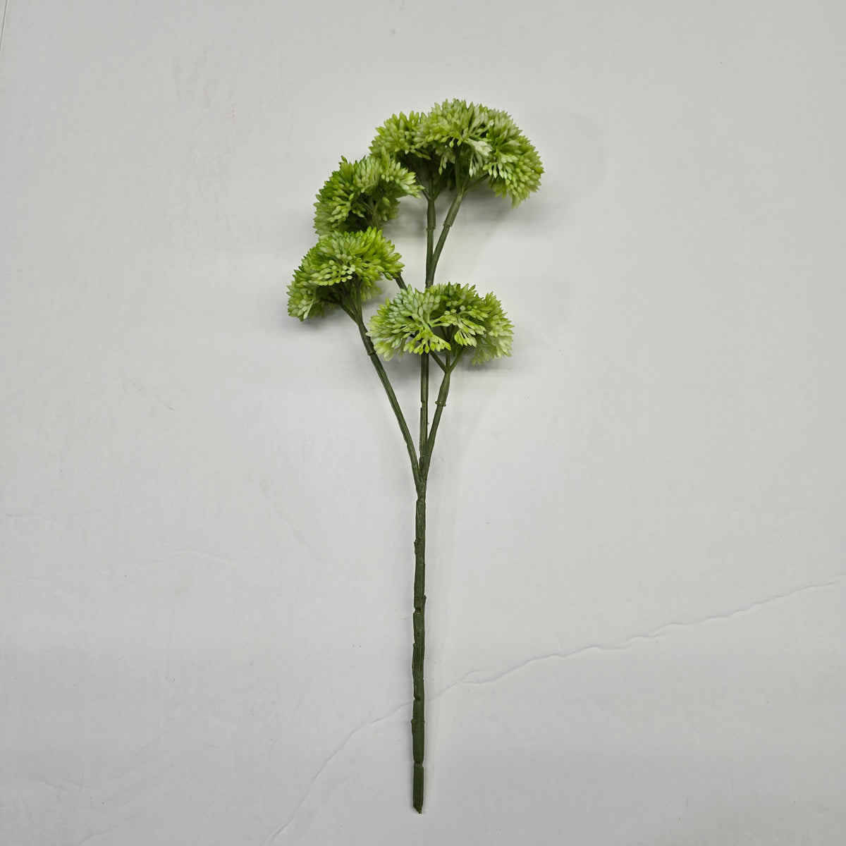 12" Sedum fss786