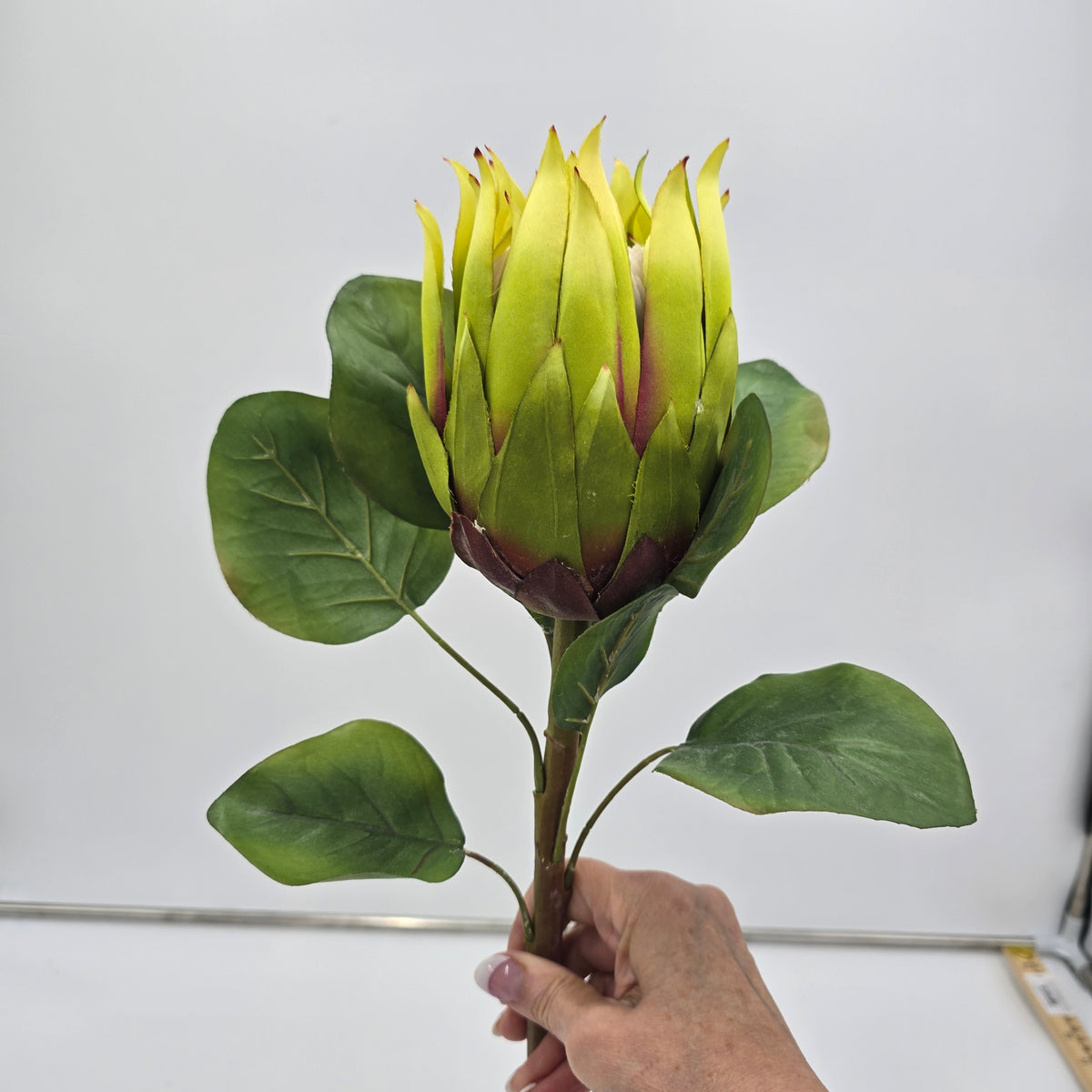 Protea-#fsp376