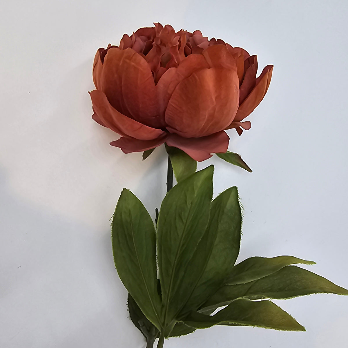 Velvet Peony--#gtp159