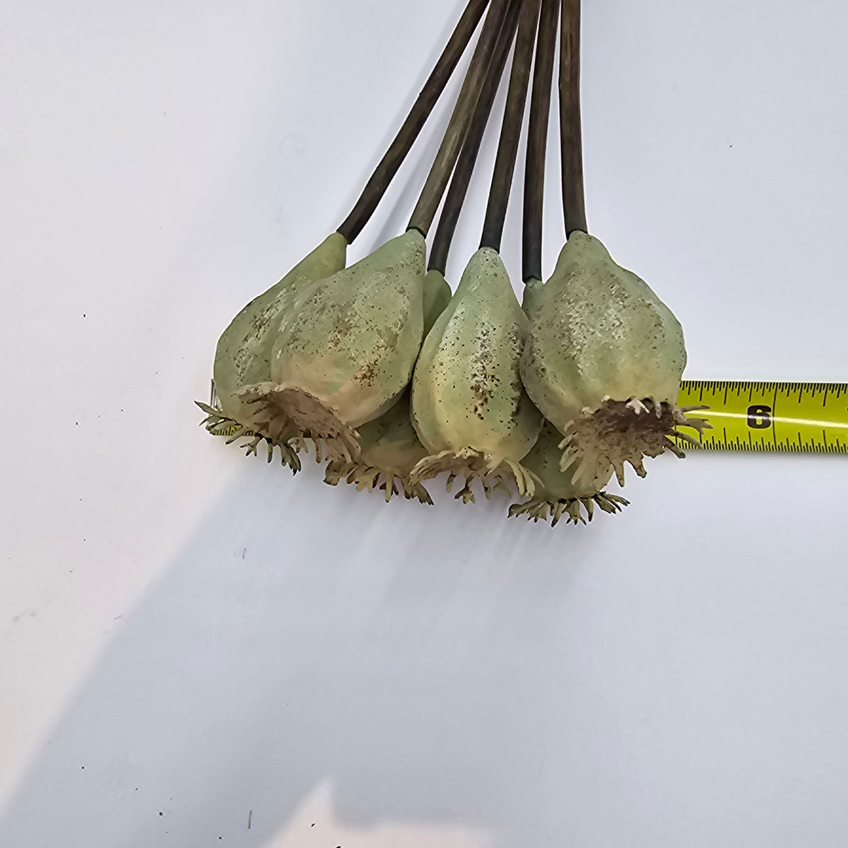 18&quot; Poppy Pod Bundle/6 #fsp037