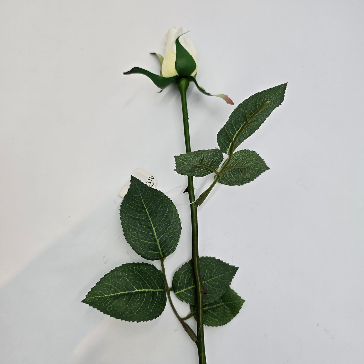 Rose Bud--#fr2005
