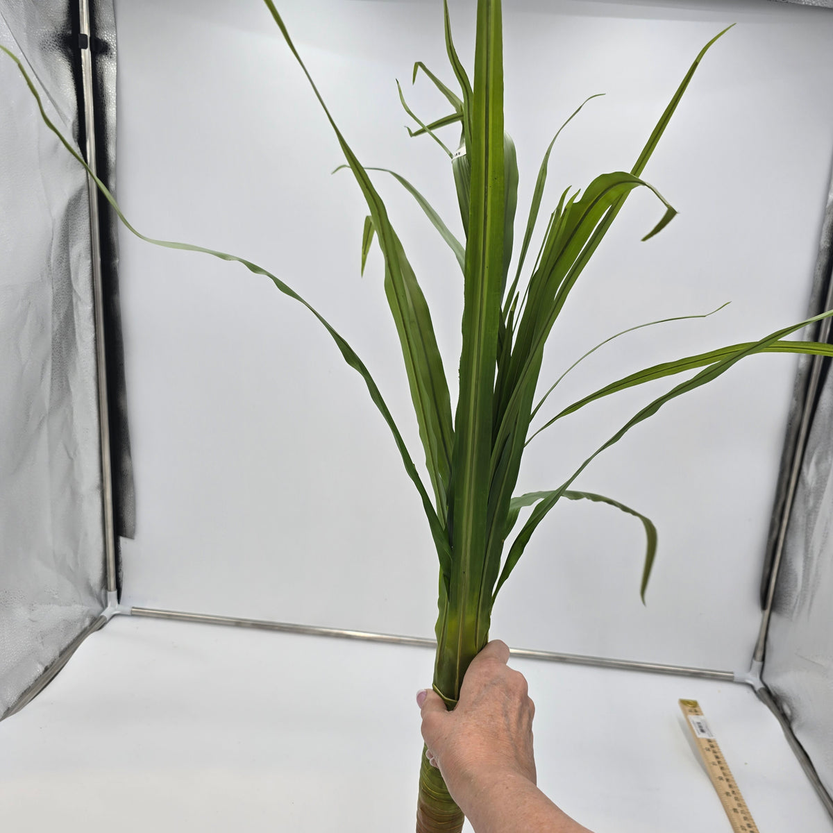 Ti Grass Stalk--#win97062