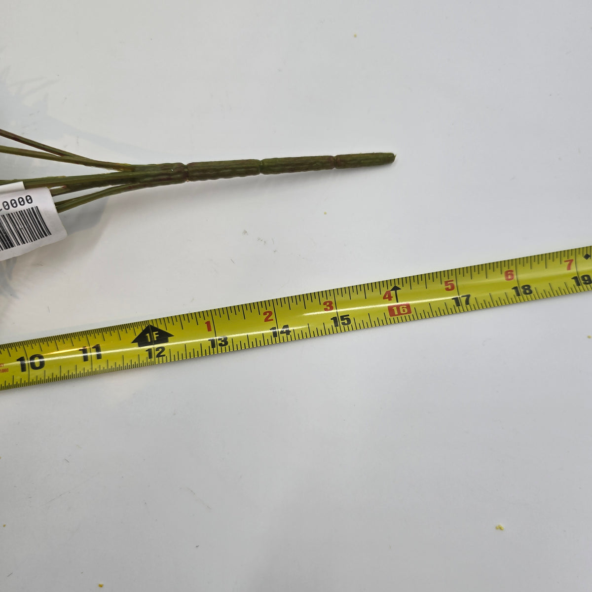 16&quot; Tea Leaf Bush--#pbt022