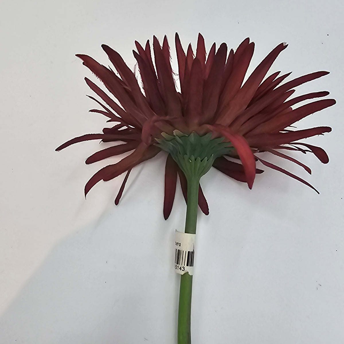 Gerbera--#gsb005