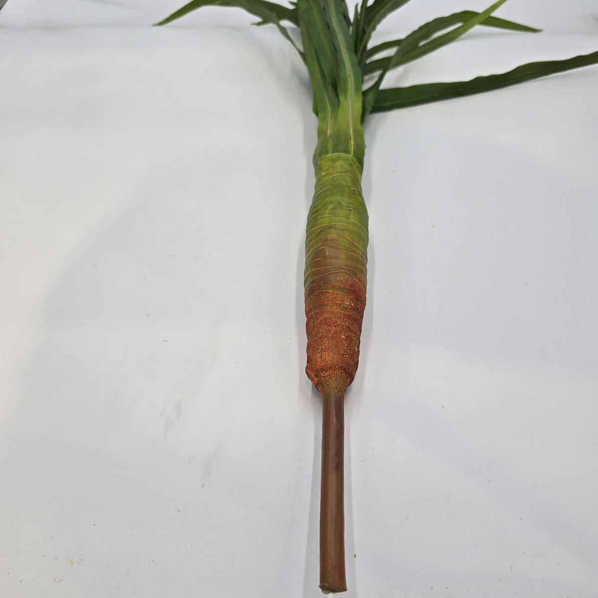 Ti Grass Stalk--#win97062